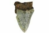 Bargain, Megalodon Tooth - North Carolina #152907-1